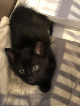 ちびっこぼうや(*´꒳`*)