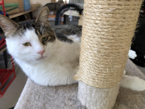 甘えたの　雉白坊や