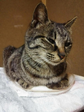 多頭飼育崩壊から救出　たまちゃん