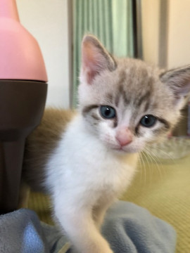 ピンクのお鼻ブルーの瞳の男の子