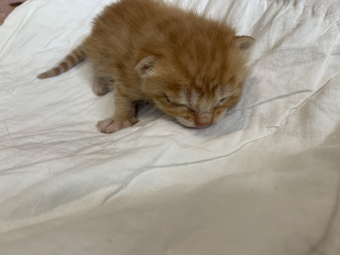 チマチマ茶トラくん