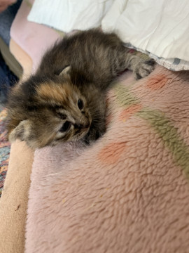 チマチマさびちゃん