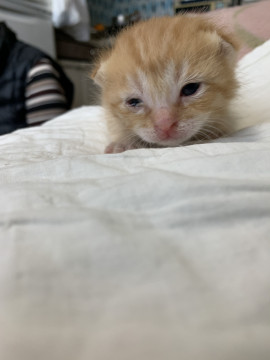 チマチマ茶トラくんパート2