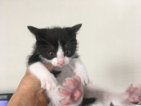 可愛い穏やかハチワレ1ヶ月