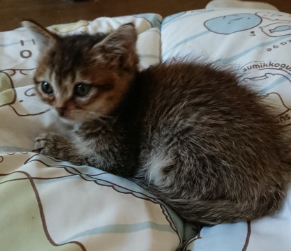 元気一杯のめんこちゃん
