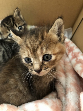 母猫を交通事故で亡くした子猫3兄弟