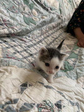 チマチマくぅるくん