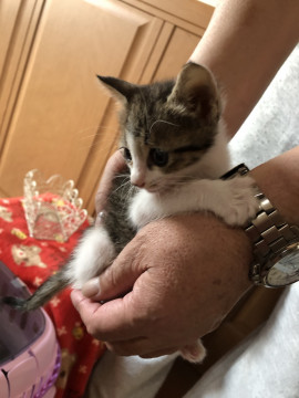 かわいいキジシロ子猫です