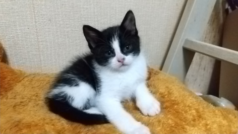 ママ猫と同じ柄