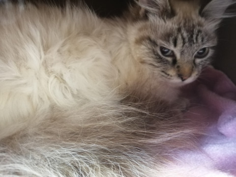 シャム風、目は薄いブルー長毛な美猫