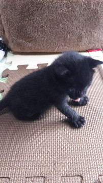 生後4週目の黒猫ちゃん