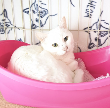 トライアル決定の為停止します❤︎多頭崩壊