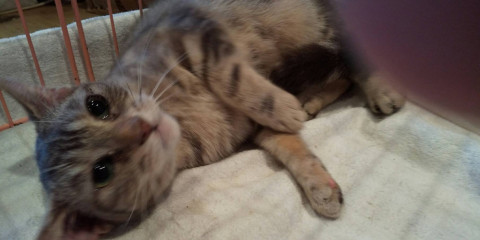 長足マンチカン