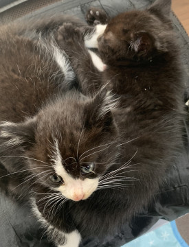 2カ月くらいの子猫兄弟♪