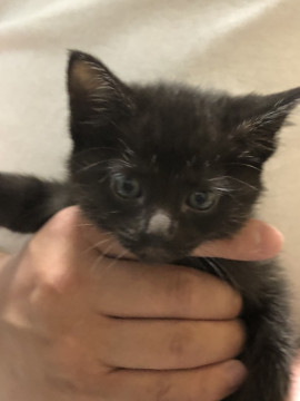 1.5ヶ月、黒子猫ちゃん♀