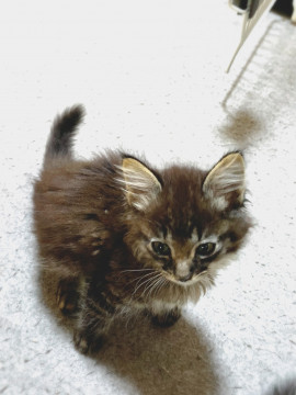 子猫10匹捨てられてた内の長毛3兄弟