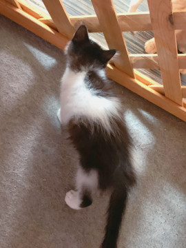 子猫10匹捨てられてた内の長毛3兄弟