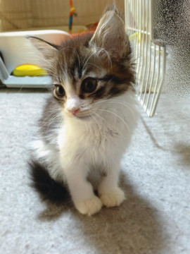 子猫10匹捨てられてた内の長毛3兄弟