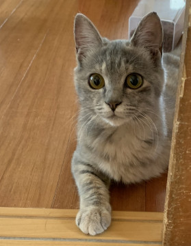 グレーの子猫♡つぼみちゃん♡