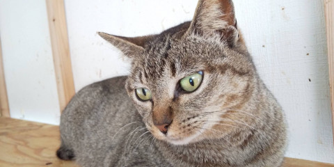 可愛らしいキジ虎ちゃん