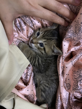 まだ生後2.3週間の子猫ちゃん
