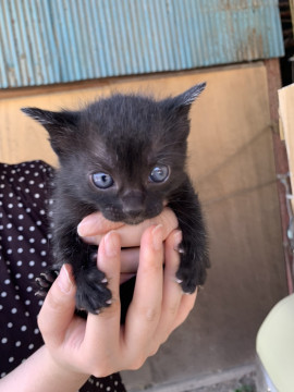 可愛い黒猫ちゃん 1