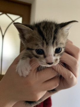 可愛い仔猫ちゃん