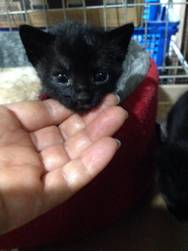 つぶらな瞳の黒猫ちゃん