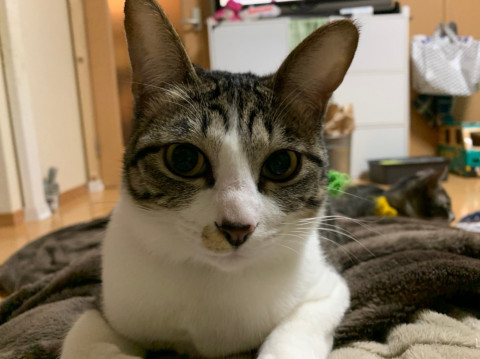 とても甘えん坊のキジ白ちゃん(避妊済)②