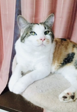 お問合せあり停止します❤多頭崩壊