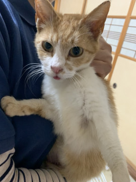 可愛い茶白ちゃん