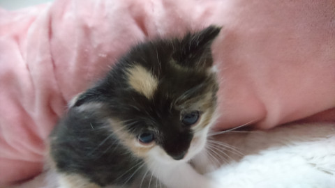 おでこの茶色がチャームポイントの女の子