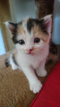 お鼻の黒子が目印！なおてんば娘