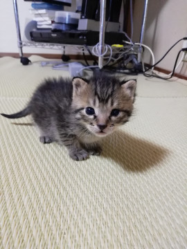 キジ猫くん