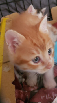 再掲載！5/22以降のお届け、茶白君