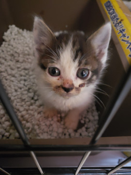 再掲載！5/22以降お届け、キジ白君