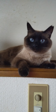 ブルーアイが美しいシャムミックス