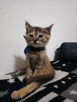 運命の赤い糸を探しています。