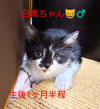 白黒の可愛い子猫ちゃん