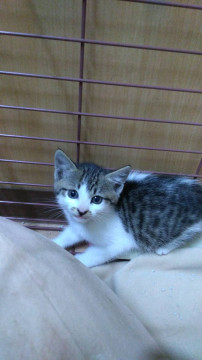 3姉妹子猫 キジ白女の子