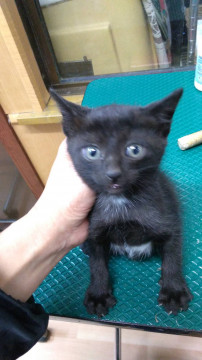 3姉妹子猫 黒の女の子