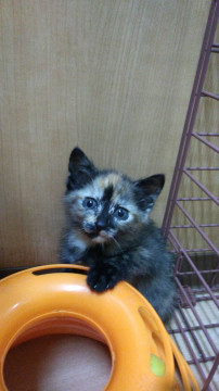 3姉妹子猫 サビ柄の女の子