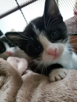 5/17以降お届け、2ヵ月の黒白男子