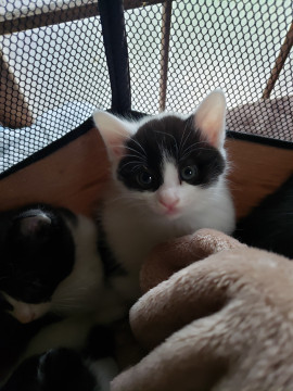 5/17以降お届け、2ヵ月の黒白男子