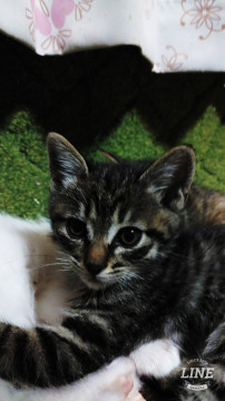 生後１ヶ月の可愛い子猫