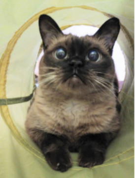 クリクリお目目のくくちゃん