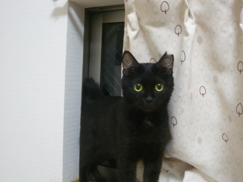 多頭飼育崩壊から救出　とても可愛い女の子