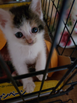 5/22以降お届け、1.5ヵ月の白三毛ち