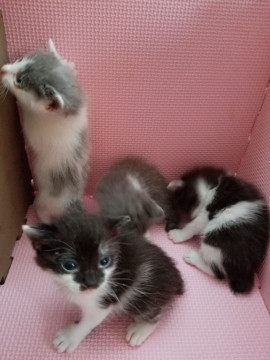 可愛い子猫4匹！只今募集ストップ中で