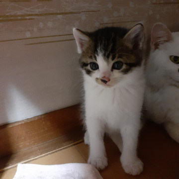 かわいいサバシロ